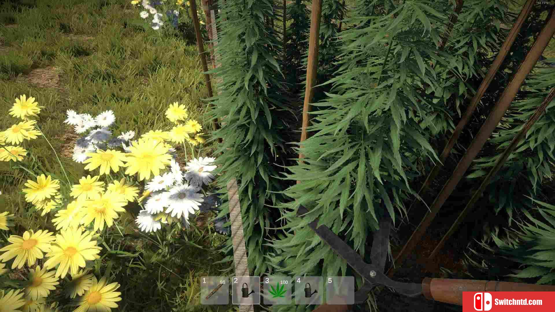 《杂草农夫模拟器（Weed Farmer Simulator）》Build 5634893 P2P硬盘版[EN]_3