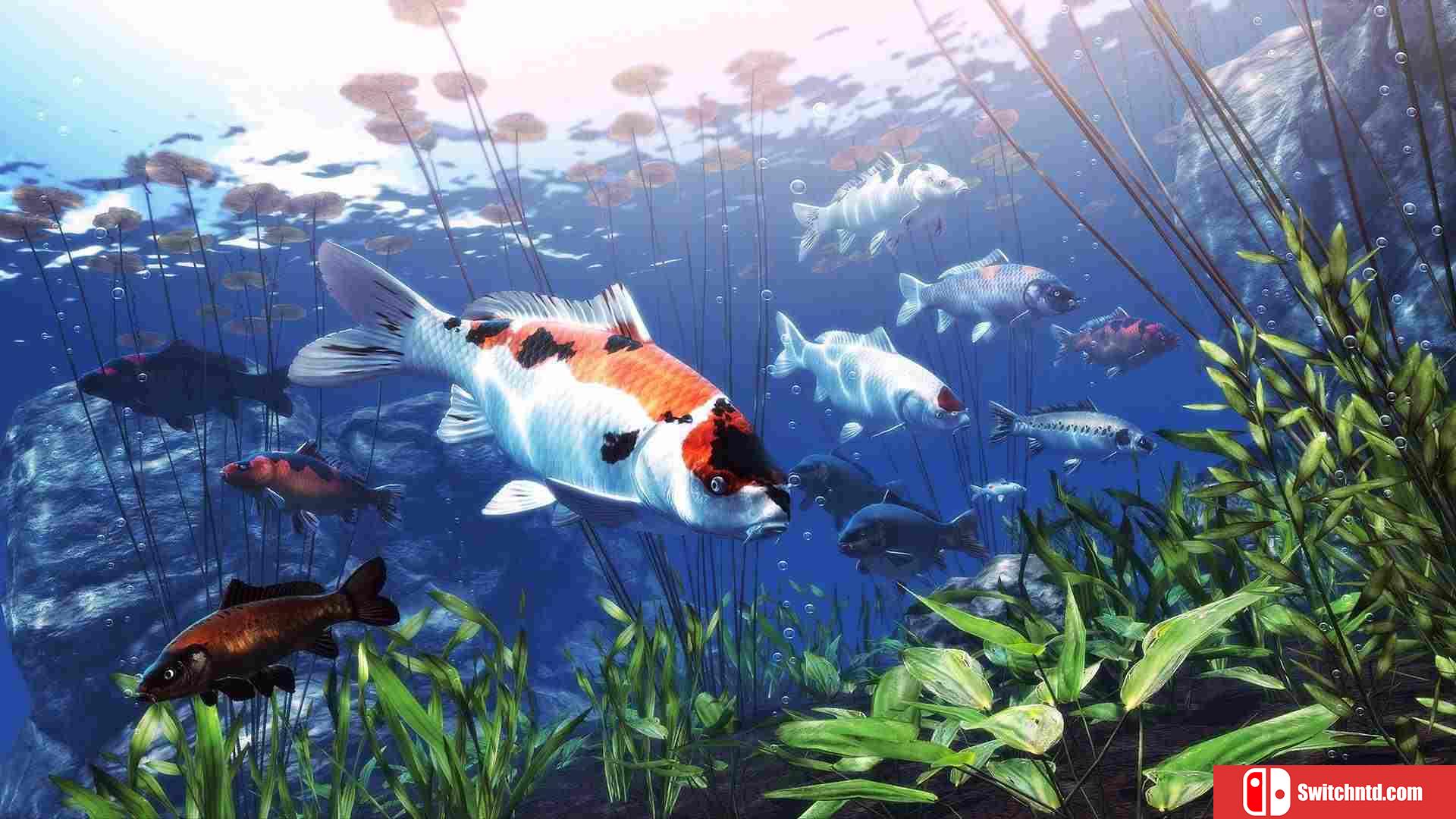 《我的锦鲤池（My Koi）》官方中文 Build 13764963 P2P硬盘版[CN/TW/EN/JP]_1