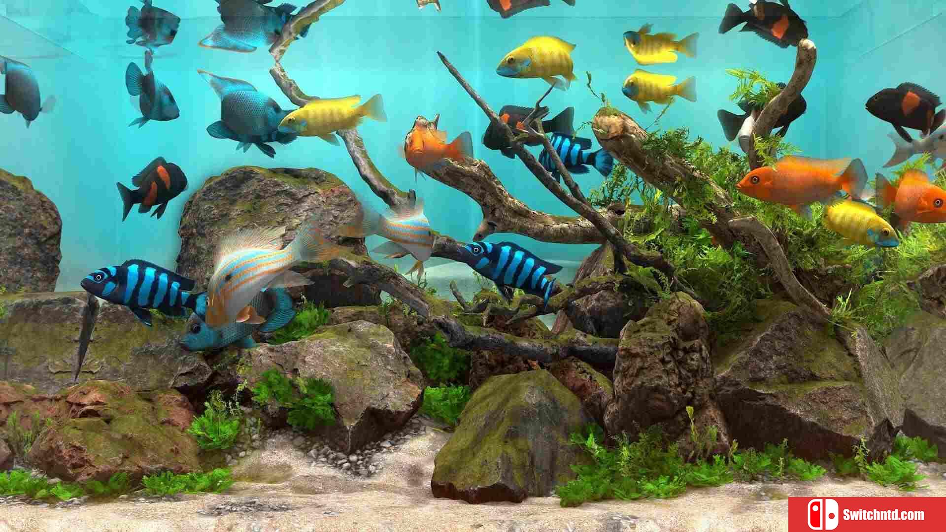 《玻璃背后：水族馆模拟器（Behind Glass: Aquarium Simulator）》TENOKE镜像版[EN/JP]_1