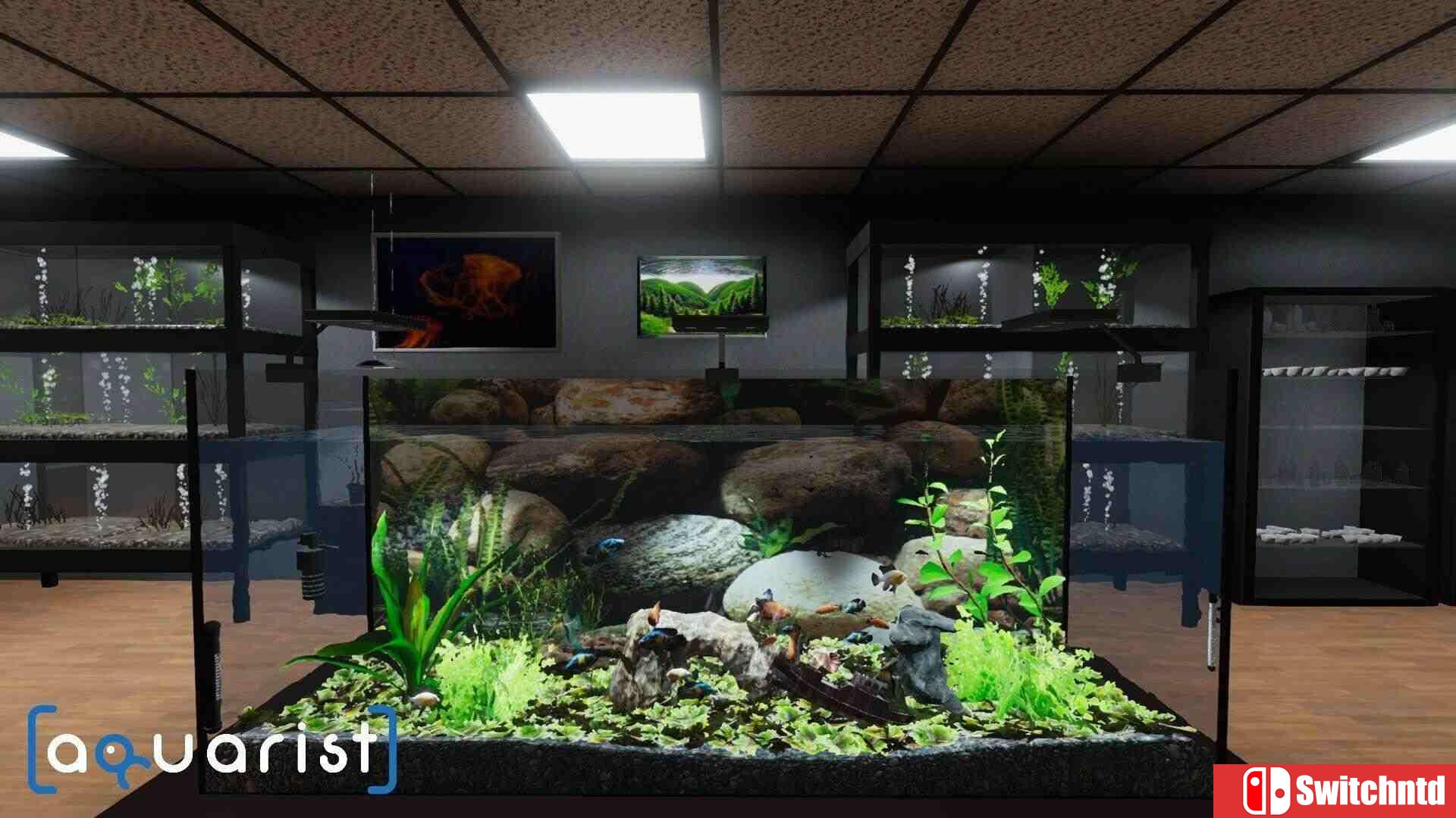 《水族馆（Aquarist）》官方中文 集成水产超市DLC TENOKE镜像版[CN/TW/EN/JP]_1
